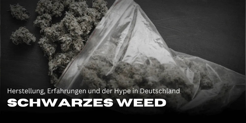 Black weed: production, experiences and the hype in Germany