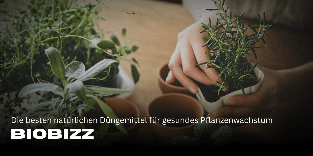 Biobizz: Najlepsze naturalne nawozy dla zdrowego wzrostu roślin