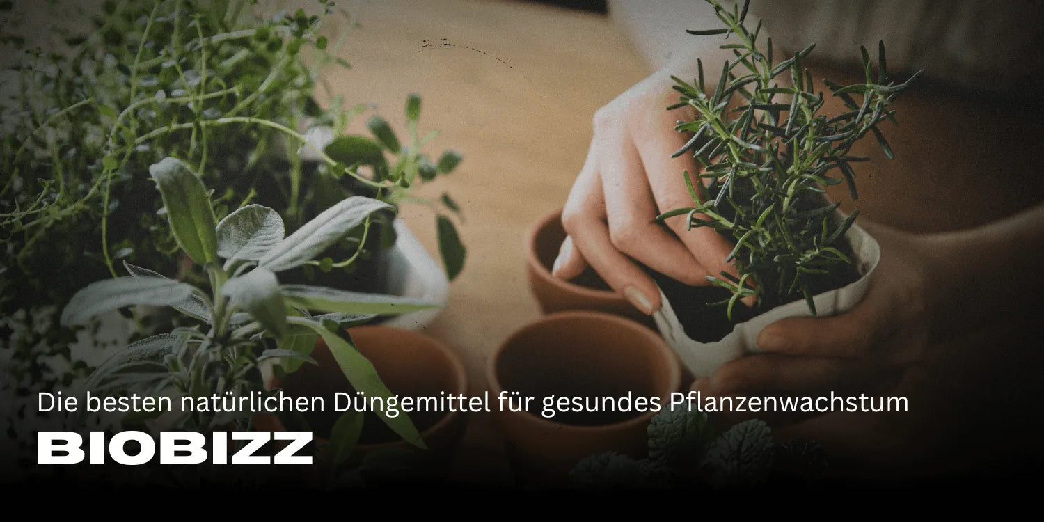 Biobizz: The best natural fertilizers for healthy plant growth