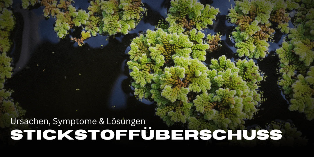 Exces de azot la canabis: Cauze, simptome și soluții