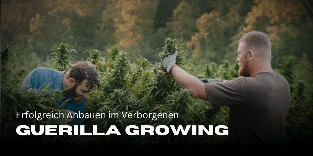 Guerilla Growing: Successful Cultivation in Secrecy