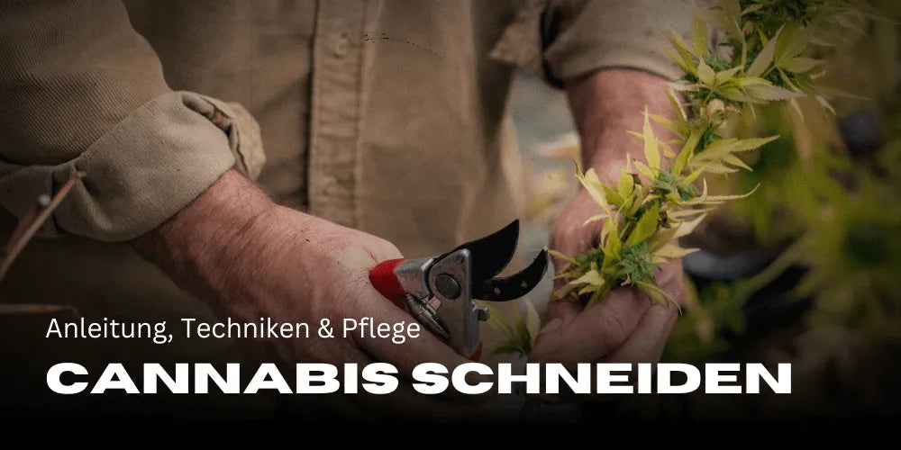 Cannabis snijden: Instructies, Technieken & Verzorging 
