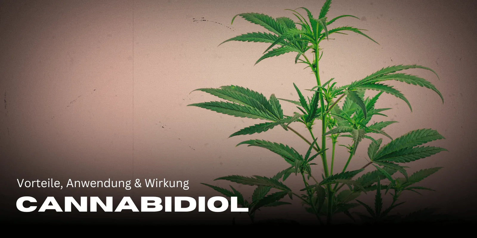 Canabidiol: Beneficii, utilizare & efect pentru bunăstarea ta 🌿