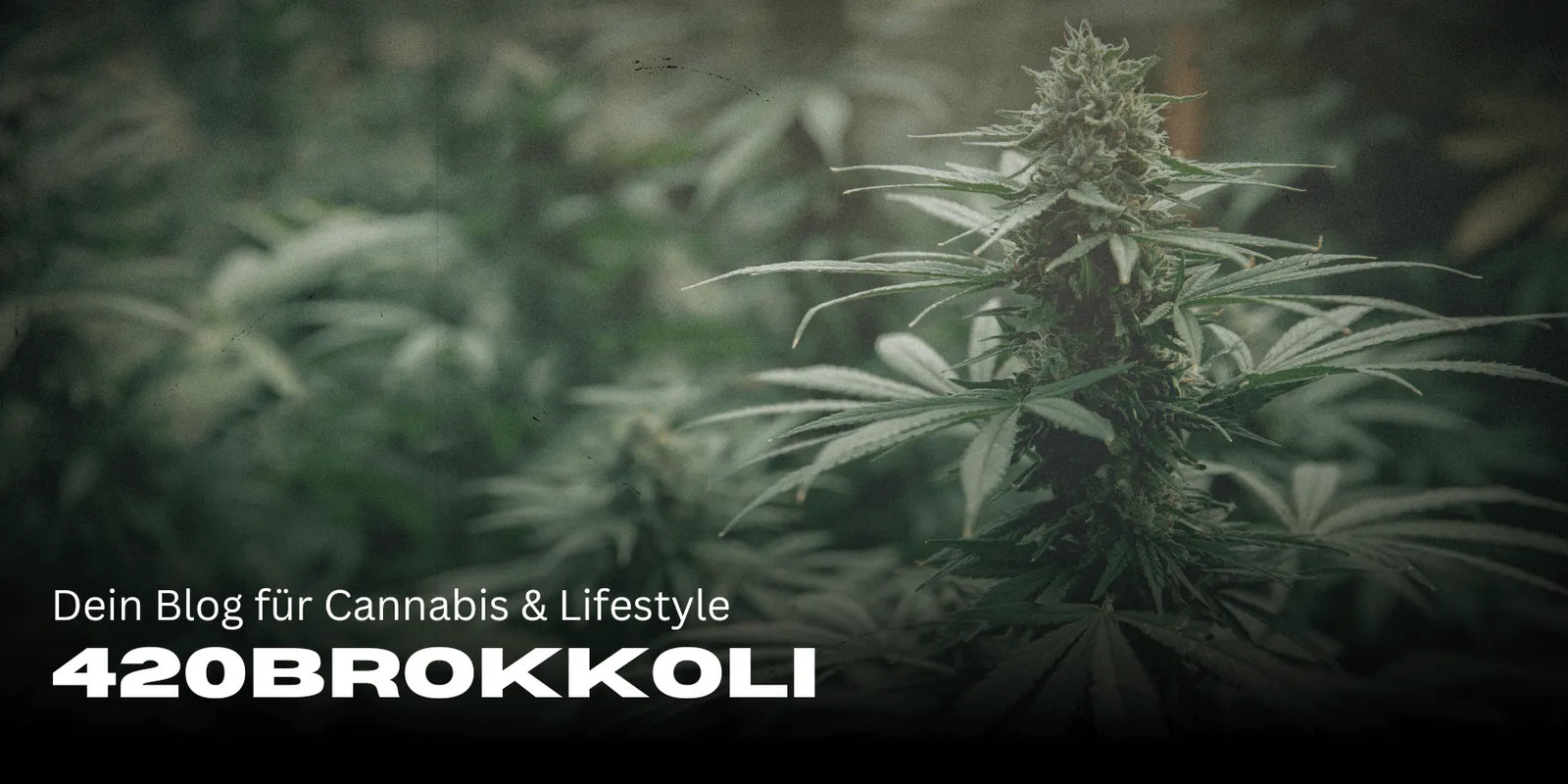 420Brokkoli – Twój blog o konopiach i stylu życia 🌿-Smagro GmbH