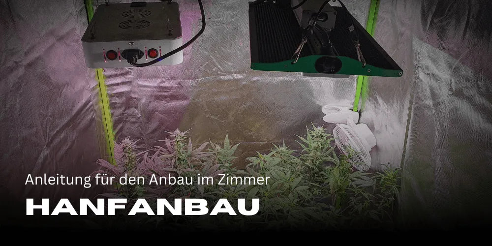 Hanf termesztése a szobában: útmutató