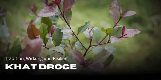 Khat Plant: Tradition, effects, and the risks of the drug - Smagro GmbH