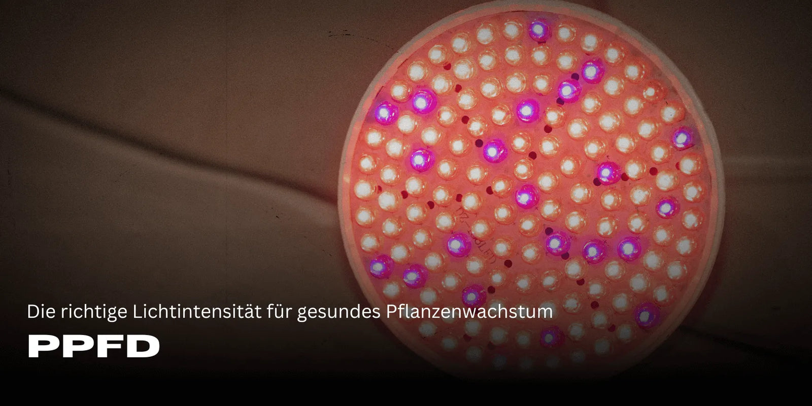 PPFD: Intensitatea corectă a luminii pentru o creștere sănătoasă a plantelor-Smagro GmbH