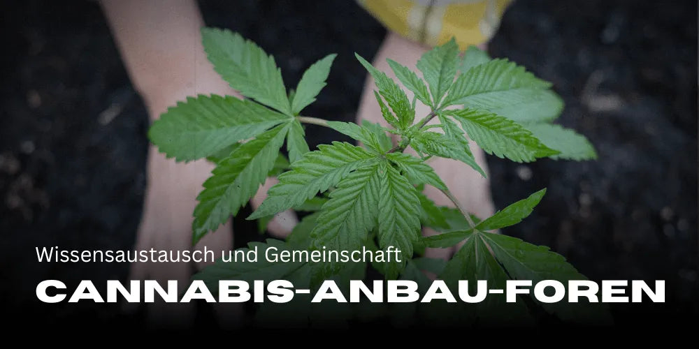 Cannabis-kweekforums: kennisuitwisseling en gemeenschap