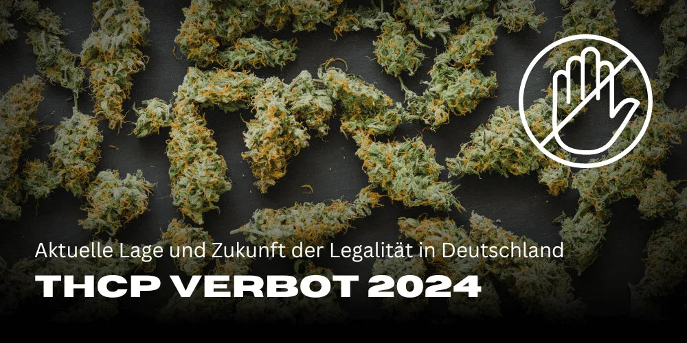 Zakaz THCP 2024: Aktualna sytuacja i przyszłość legalności w Niemczech