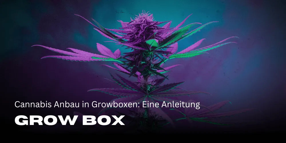 Cultivo de Cannabis em Growboxes: Um Guia
