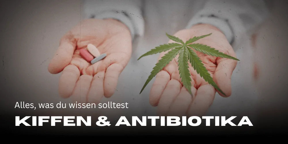 Smoking weed and antibiotics: Everything you need to know