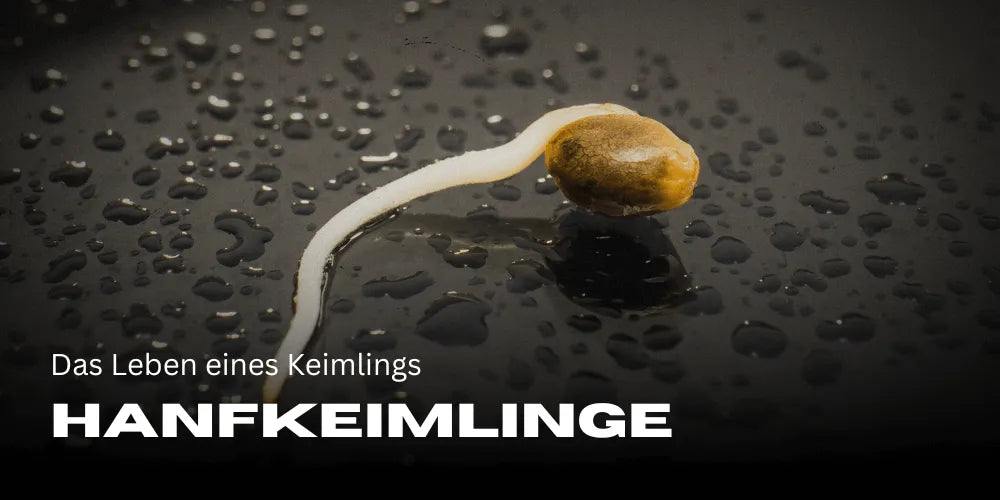 Hennepkiemlingen: De eerste week in het leven van een klein zaadje