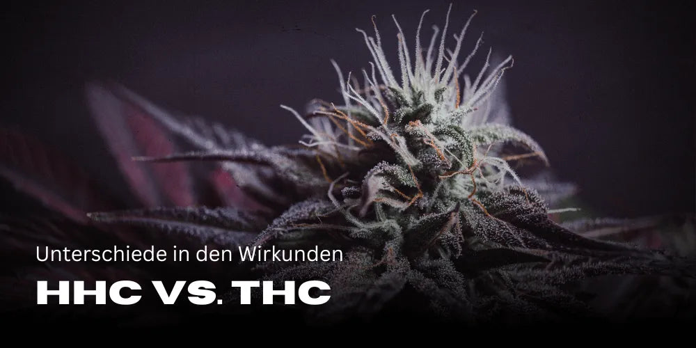 HHC vs. THC: Insight into the Differences and Effects