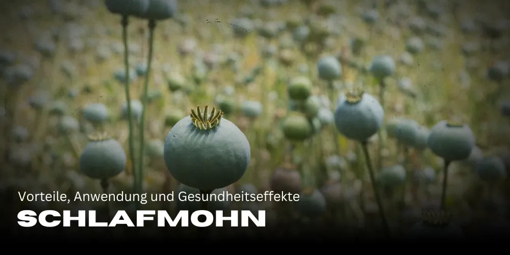 Opium poppy: Benefits, Application, and Health Effects 🌿