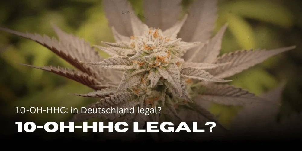 10-OH-HHC: legalne w Niemczech?
