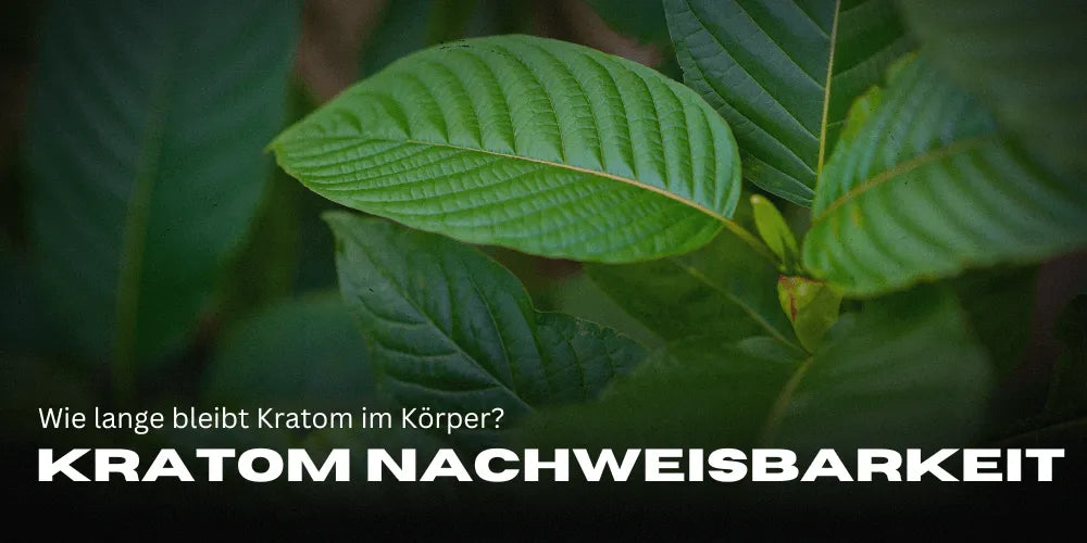 Kratom kimutathatósága – Mennyi ideig marad a Kratom a szervezetben?