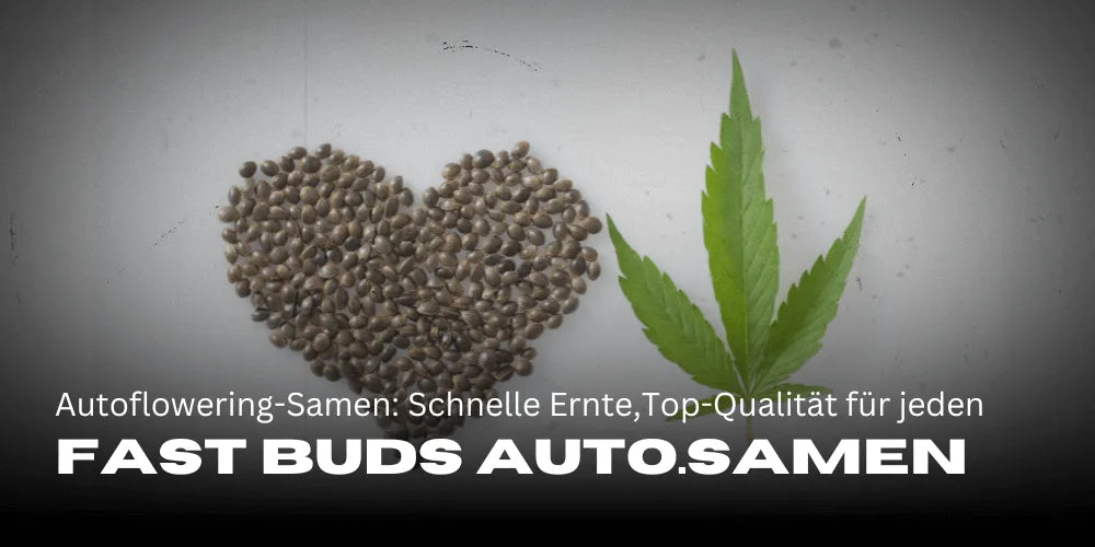 Fast Buds nasiona autoflowering: Szybkie zbiory z najwyższą jakością dla każdego hodowcy