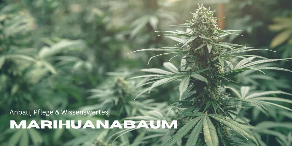 Arborele de marijuana: cultivare, îngrijire & informații utile 🌿-Smagro GmbH
