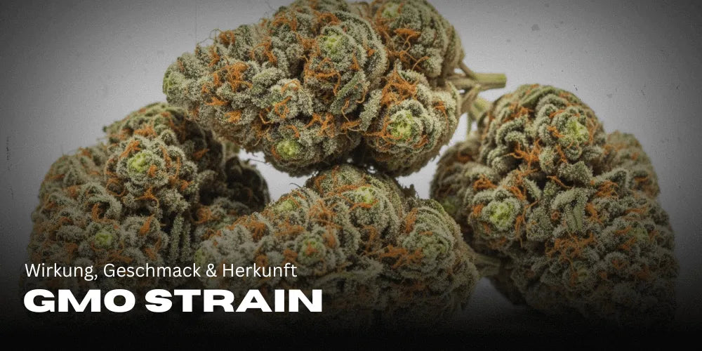 GMO Soort: Effecten, Smaak & Herkomst van de populaire Indica