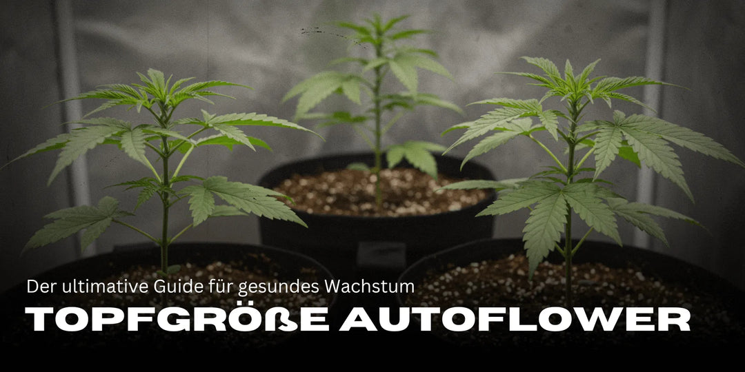 Idealny rozmiar doniczki dla automatycznie kwitnących: Idealny rozmiar doniczki dla szybkiego wzrostu