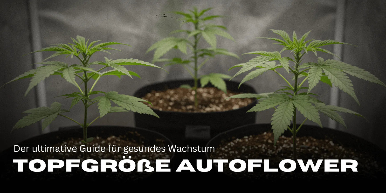 Trzy sadzonki konopi w dużych doniczkach