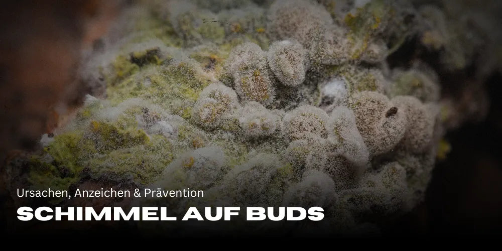 Mold on Buds: Causes, Signs & Prevention - Smagro GmbH