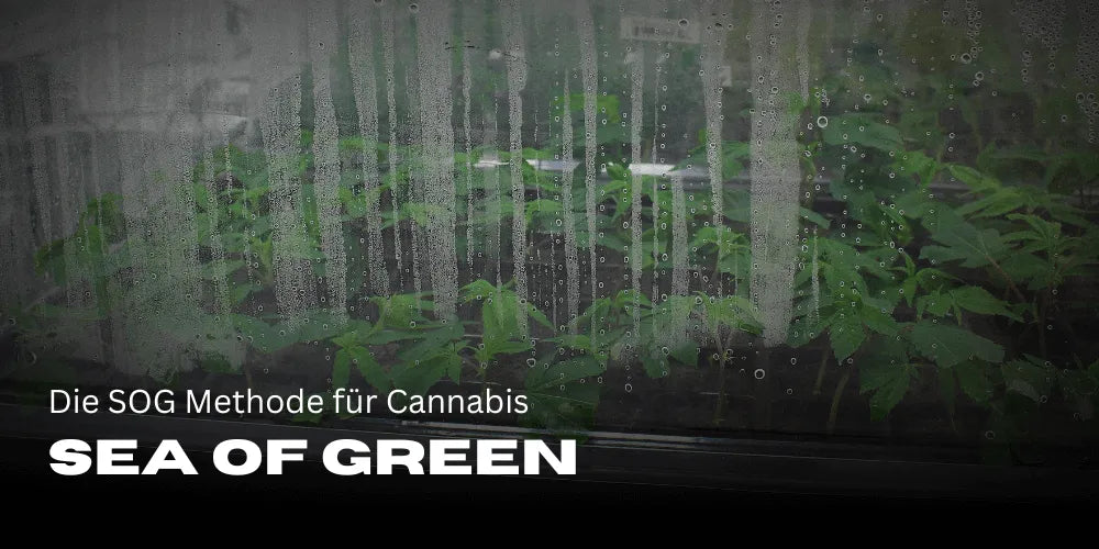 Sea of Green: Metoda SOG dla Cannabis
