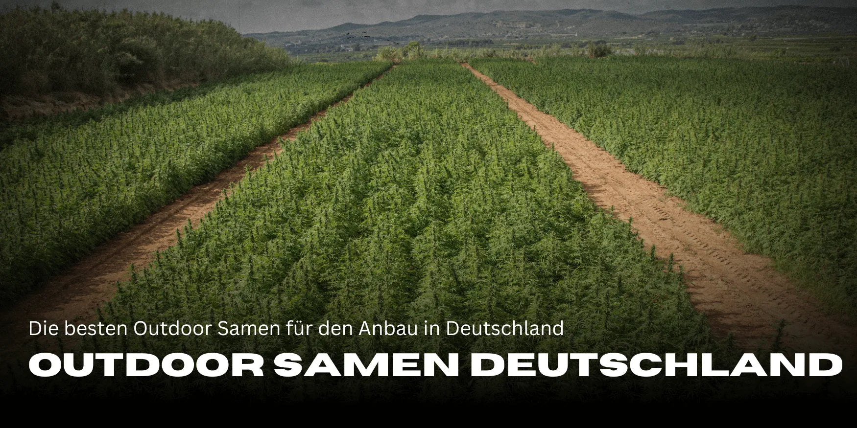 The best outdoor seeds for Germany: