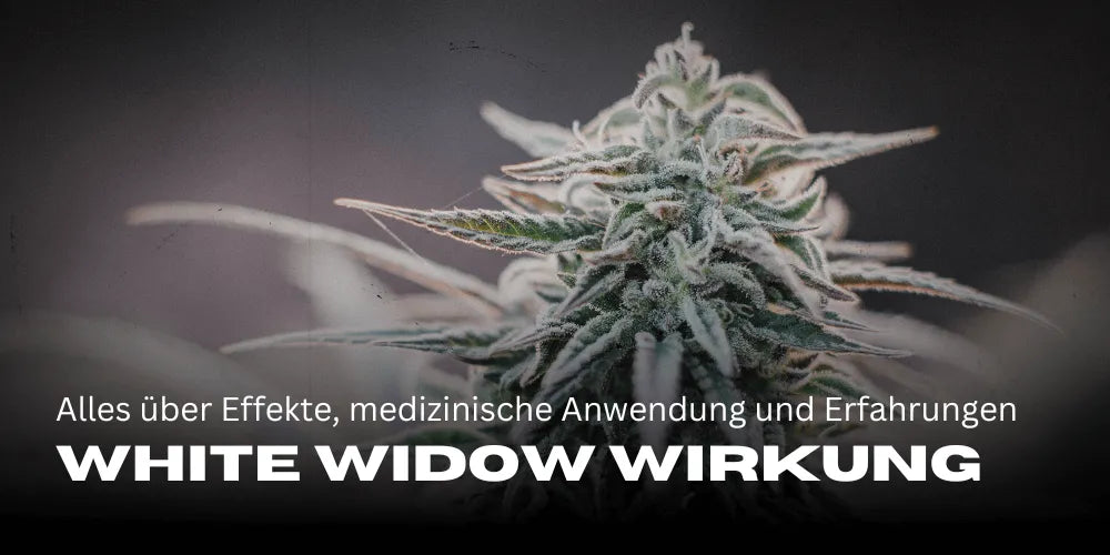 White Widow Efekty: Wszystko o efektach, zastosowaniu medycznym i doświadczeniach