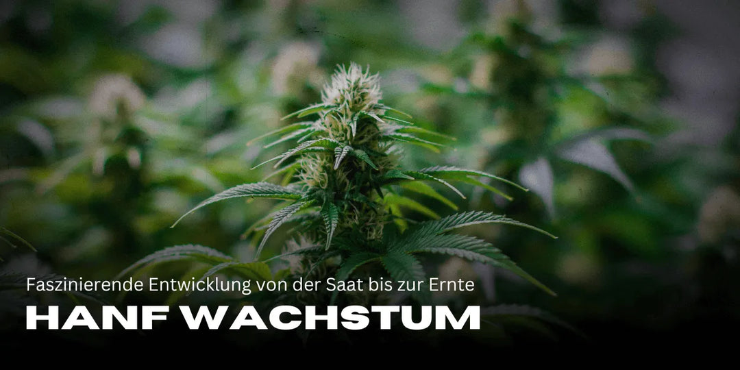 Creșterea cânepei în timelapse: Dezvoltare fascinantă de la sămânță până la recoltare 🌱