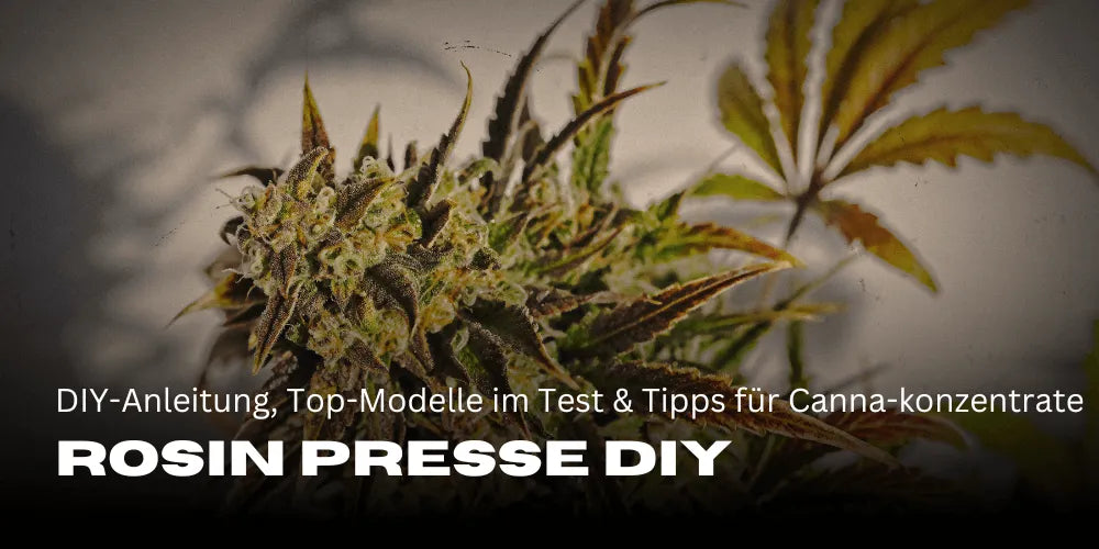 Prensa de Rosin: Guía DIY, Mejores Modelos Probados y Consejos para Concentrados de Cannabis