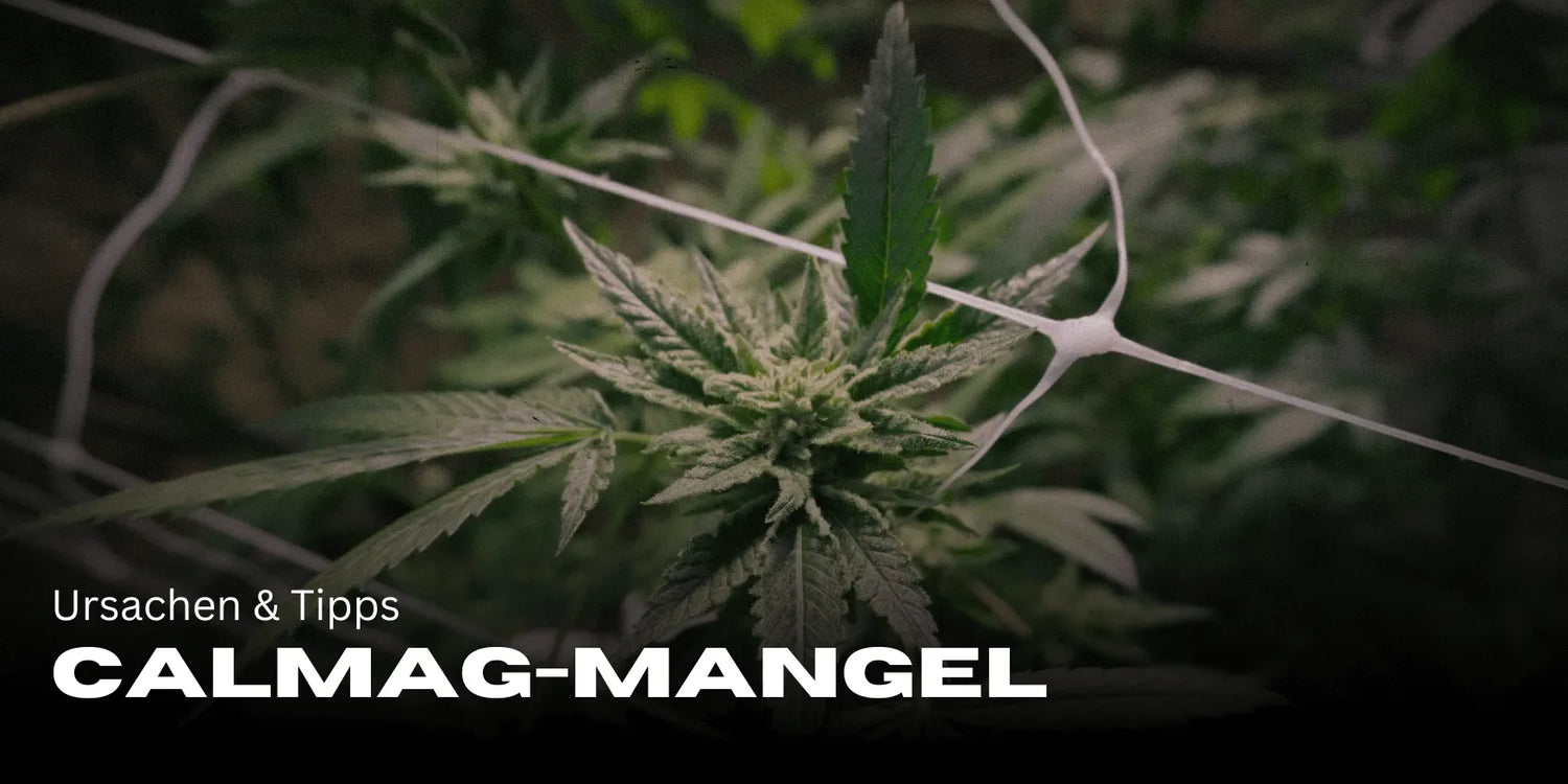 Recognizing and Remedying CalMag Deficiency: Causes and Tips – Smagro GmbH