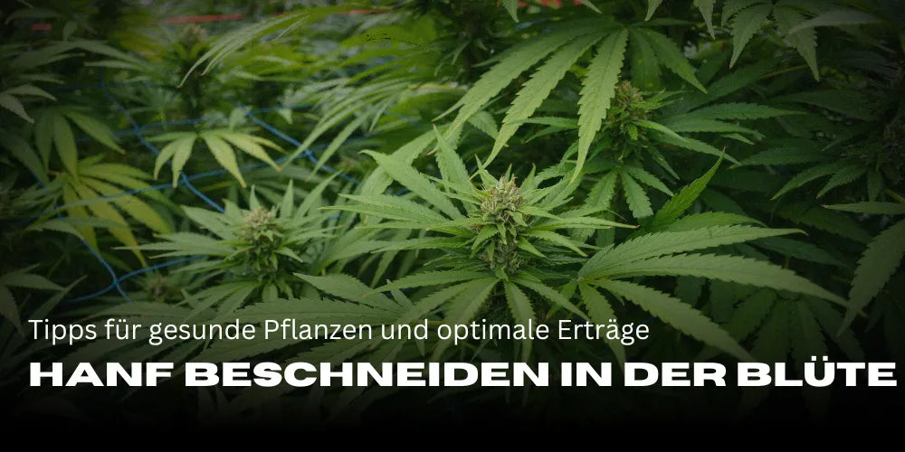 Tailler le chanvre pendant la floraison : astuces pour des plantes en bonne santé et des rendements optimaux-Smagro GmbH