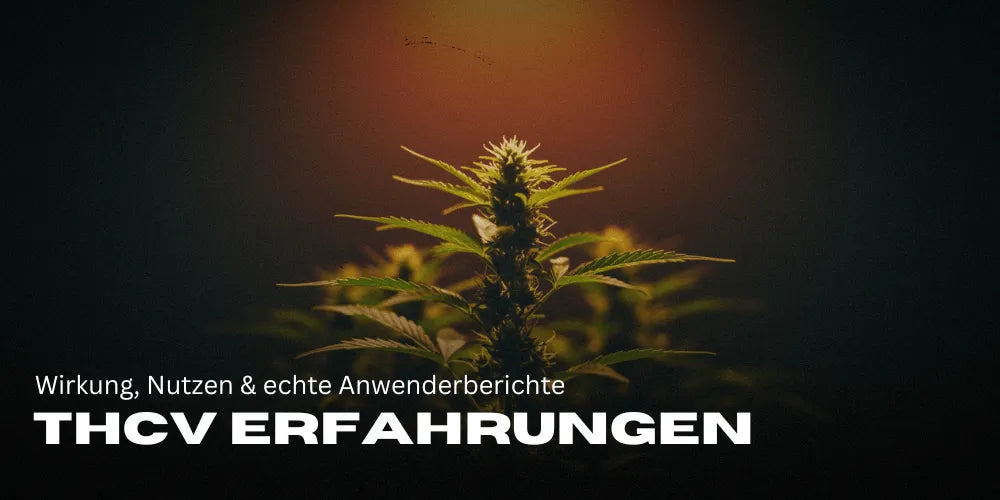 THCv ervaringen: Effecten, voordelen & echte gebruikerservaringen