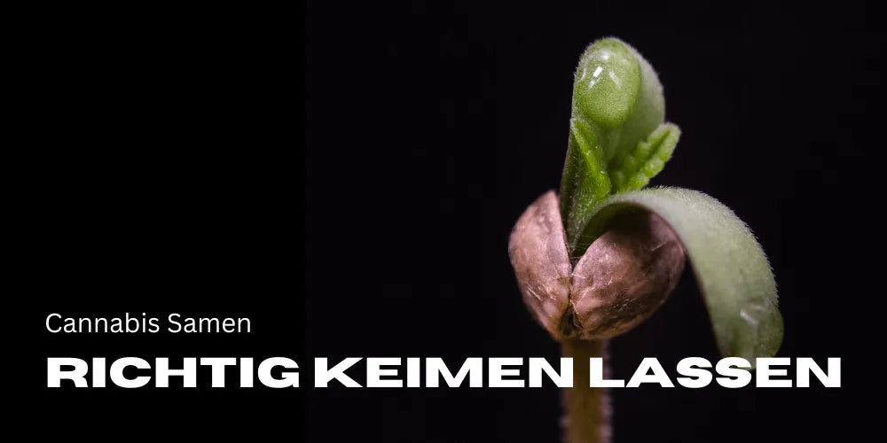 Cannabiszaden goed laten ontkiemen