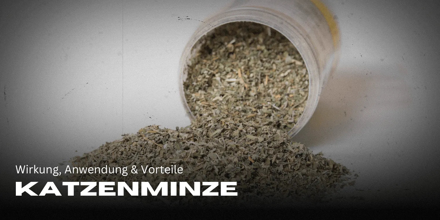 Catnip: effects, application & benefits for your cat