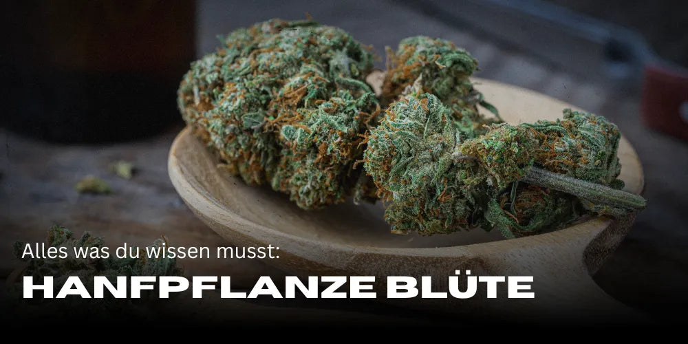 Hemp Plant Flower: Everything You Need to Know - Smagro GmbH