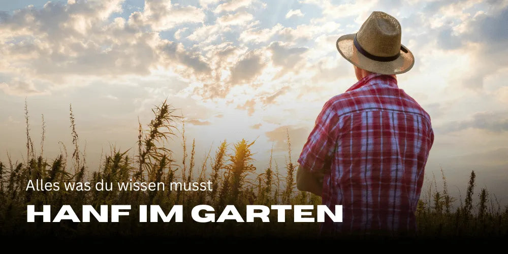 Plantă de canabis în grădină