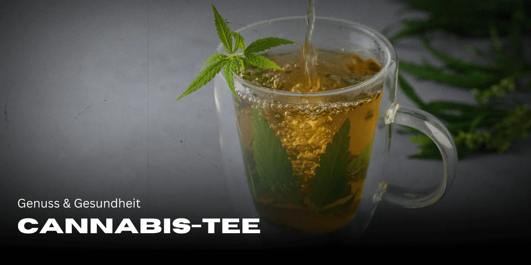 Herbata konopna: Przyjemność i zdrowie w filiżance