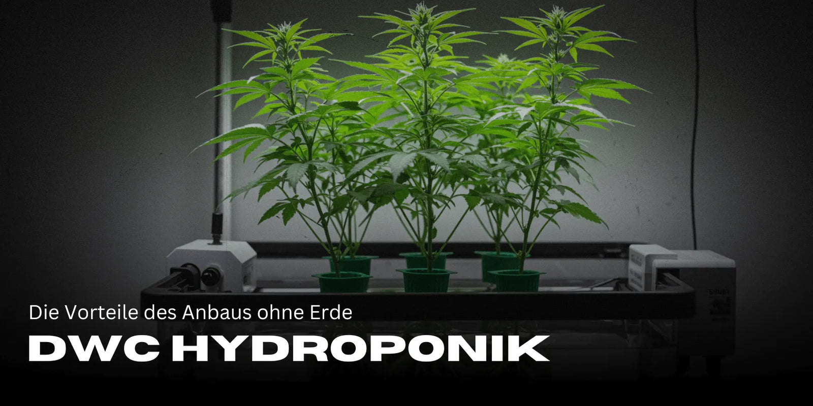DWC Hydroponika: Zalety uprawy bez ziemi