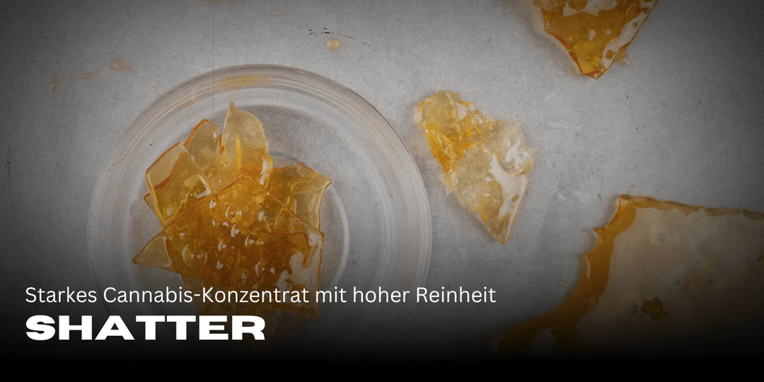 Shatter: Silny koncentrat konopi o wysokiej czystości