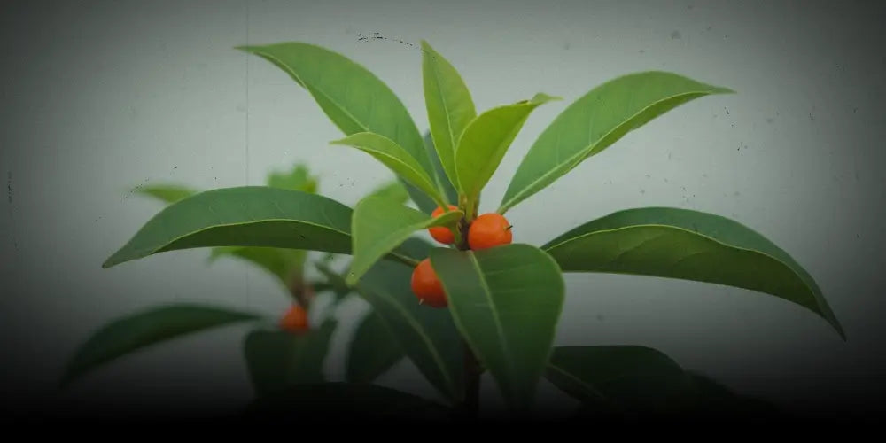 Iboga: plantă, efect și context cultural