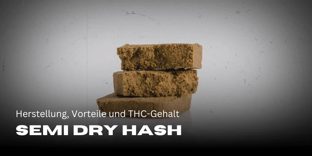 Półsuchy Hash: Produkcja, zalety i zawartość THC