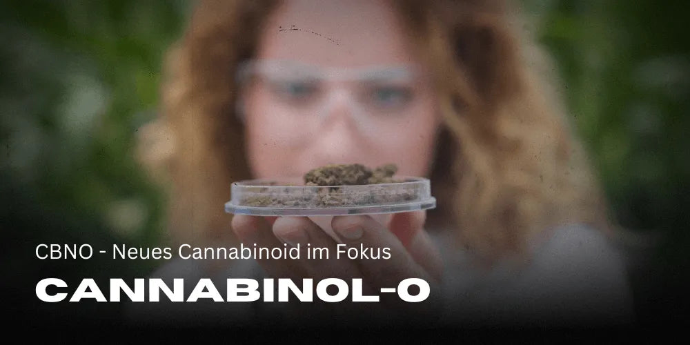 Cannabinol novo canabinoide na cena da Cannabis