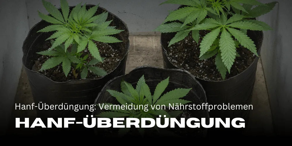 Hennep overbemesting herkennen: Effectieve strategieën om voedingsproblemen te voorkomen