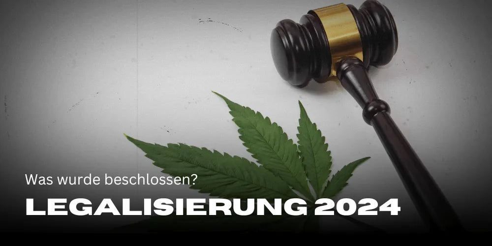 Canabis-Legalizarea 2024