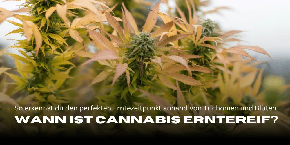 When is cannabis ready for harvest? How to recognize the perfect harvest time based on trichomes and flowers - Smagro GmbH