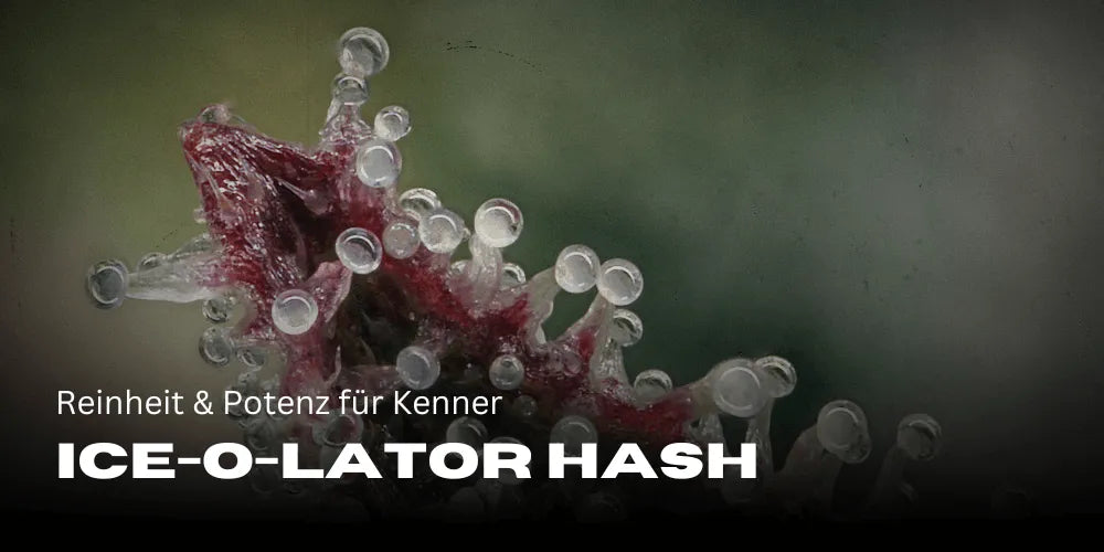 Ice-O-Lator Hash: Tisztaság és potencia az ismerőknek