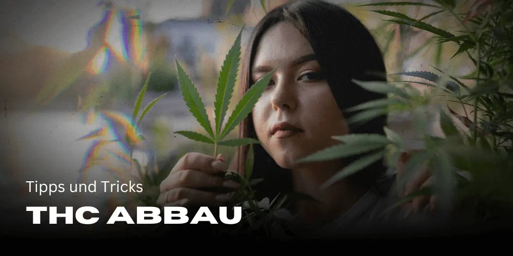 Jak szybciej rozłożyć THC: Porady i triki