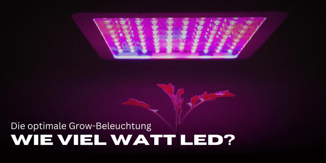 Ile watów LED na m²? Optymalne oświetlenie do uprawy! 🌱💡